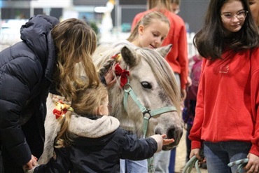 Trakehnerhingste m&oslash;der julemagi
