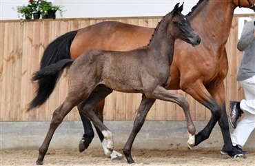 Flanagan - hingsteemne med Grand Prix-mor