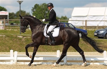 Talentfuld ung hest til talentfuld ung rytter