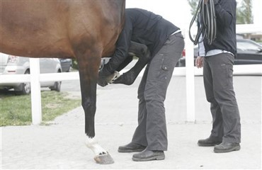 Ny forskning i diagnostisering af halthed