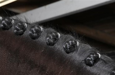 S&aring;dan groomes hesten