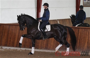 Tidligere danskejet Grand Prix-hest er d&oslash;d