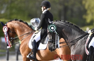 Stjernesp&aelig;kket felt ved Aalborg Dressage Event