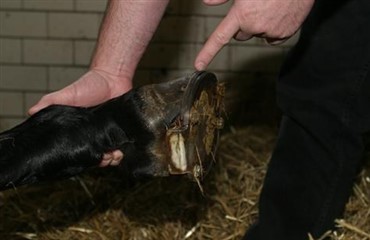 Ny forfangenheds-forskning