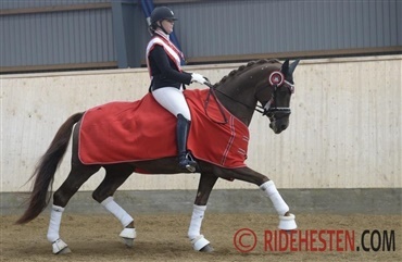 Danmarks unge dressurtalenter i ECCO Cup