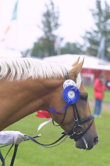 "Guldheste" samles p&aring; Vestbirk Ridecenter