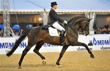 Hingsten Rubin Cortes solgt til Schweiz