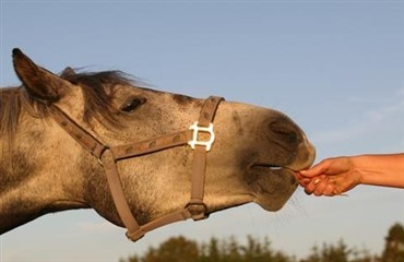 Ny forskning: Ros er en fordel