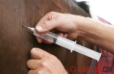 M&aring; du selv give din hest medicin?