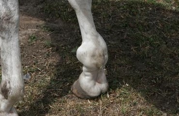 Behandling af ledproblemer hos heste