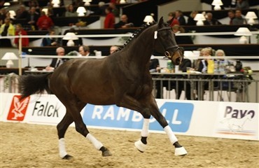 Dansk hingst til brugspr&oslash;ve i Sverige