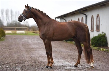 Danskavlet hingst k&aring;ret i Sverige