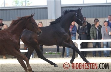 Flot &aring;bent hus hos HP Horses