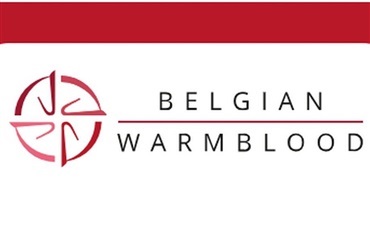 BWP-springhingste k&aring;res nu