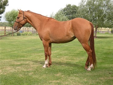 "Open Ranch" med &aelig;gte mustangs