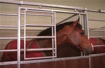 Bild&aelig;k som gulv i OL-stalden