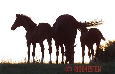 Hoppen eller hingsten?