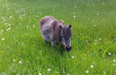 Svensk shetlandspony fylder 45 &aring;r