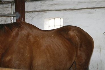 25 misr&oslash;gtede heste fjernet fra g&aring;rd