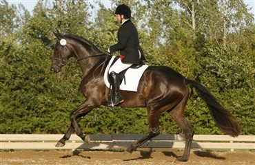 DRF-championatskvalifikationer