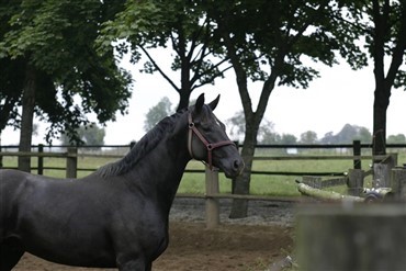 Flere meldinger om l&oslash;s hest p&aring; Bornholm