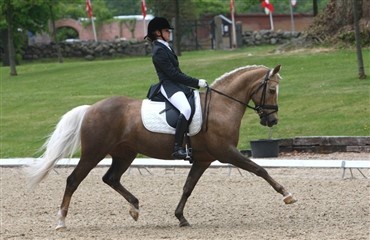 ECCO Cup dressur p&aring; Broholm