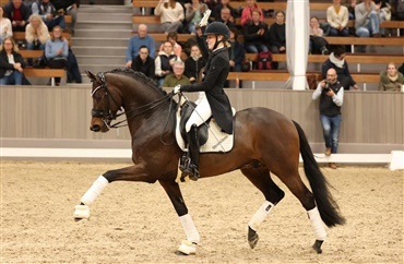 Dansk succes ved tysk hingsteshow