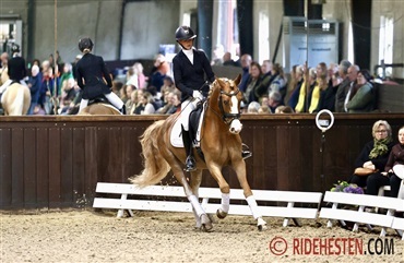 Jubil&aelig;um, kvalitet og ponyer i fokus hos F&oslash;lle Strandgaard