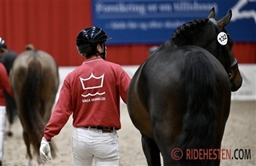 Aflysning af auktion over hingste og rideheste