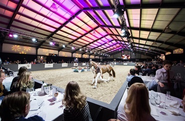 Auktionen Excellent Dressage Sales uds&aelig;ttes