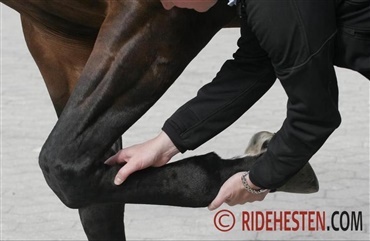 Stamceller og ledskader