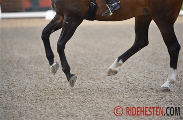Uens hove kan have indvirkning p&aring; hestens holdbarhed