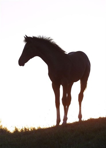 Uddannelseschef i DRF