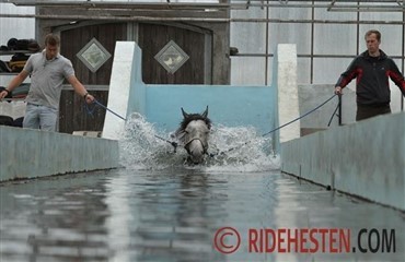 Hest under vand