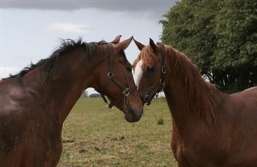 Sammenl&aelig;gning af rideklubber