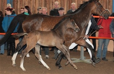 Festlig fremvisning p&aring; Festig&aring;rd