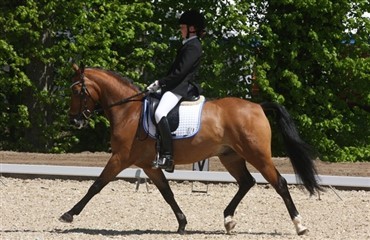 Vellykket ponydressur landsst&aelig;vne hos Aarhus Rideklub