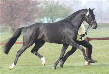 Rettelser til Ridehesten