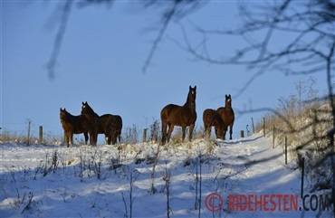 Heste p&aring; fold om vinteren: Det siger loven