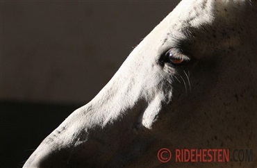 Indberetning af mistrivsel hos heste