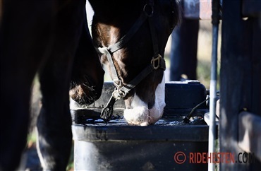 S&aring;dan holder du hestens vand frostfri