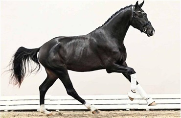 OLD-hingstekollektionen er online