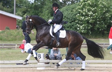 August sadelk&aring;ringerne n&aelig;rmer sig