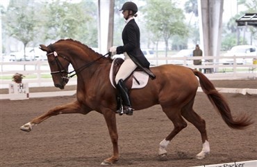 Dansk dressur-succes i Florida