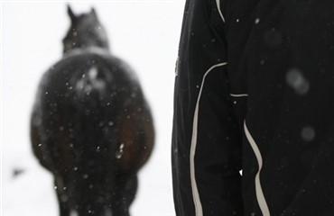 Norge forbyder sex med dyr - kampagne fors&oslash;ger det samme i DK