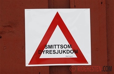 Abortvirus tager livet af svenske rideheste