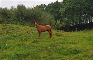 Ny hest i teamet