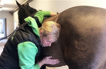 Astma og respiration hos heste