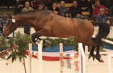 Stutteri Ask k&oslash;ber ny hest til Bengtsson
