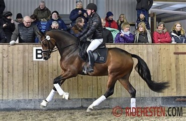 Ti hingste med over 800 point